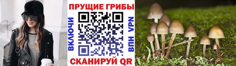наркошоп  Кумертау  Псилоцибиновые грибы Psilocybe 